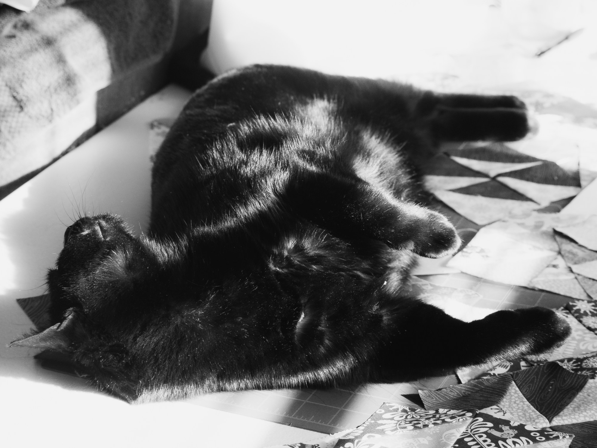 black cat on sewing table